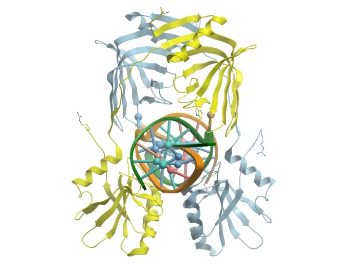 Réparation ADN chez les procaryotes