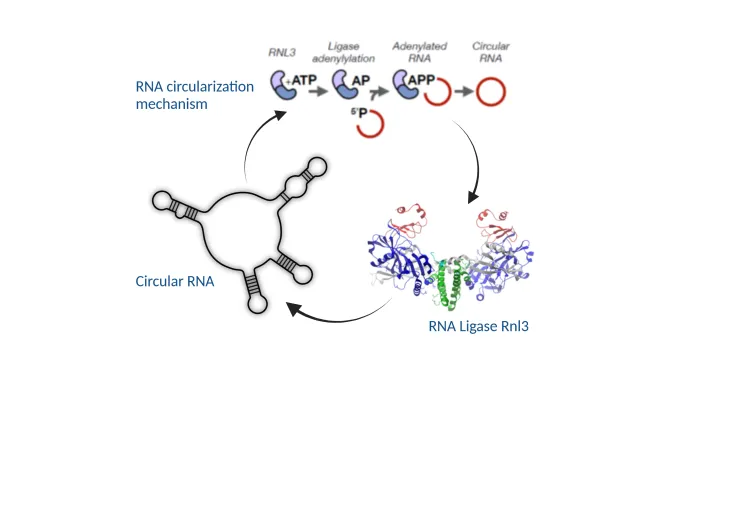Functions and diversity  of circular RNAs in archaea