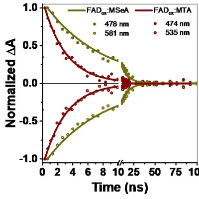 New publication in ACS J. Phys. Chem. Letters - Characterization of Thermal Recovery Activation in Fast Photochromic Flavoprotein Charge-Transfer Complexes