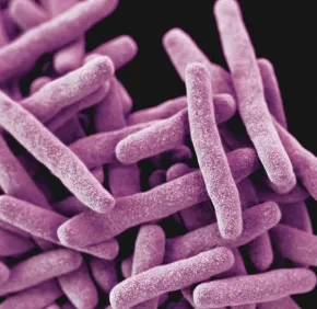 Des défauts dans les gènes de réparation de l’ADN favorisent l’émergence de la résistance aux antimicrobiens chez Mycobacterium tuberculosis
