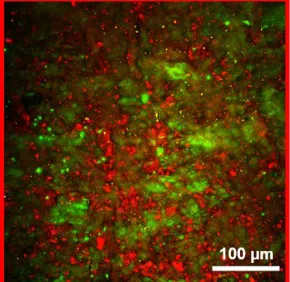 Le diagnostic des parchemins passe au sans contact