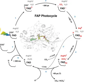 Une enzyme prometteuse pour la chimie verte dans Science