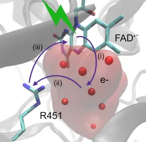 Spectroscopie femtoseconde et modélisation moléculaire révèlent de nouveaux aspects de la photochimie des flavines