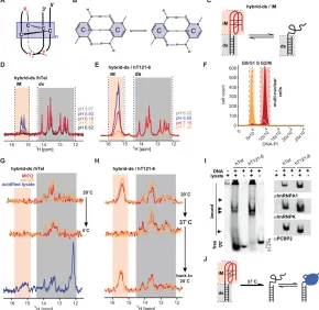 Le i-motif d'ADN serait rare chez l'homme