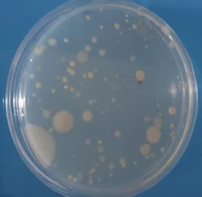 Adaptation microbienne