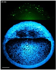 THG-SHG imaging of a live zebrafish embryo. SHG (green) reveals the mitotic spindles in dividing cells. THG (blue) shows the morphology of the cells and vitellus. (Olivier et al, Science 339, 967(2010))