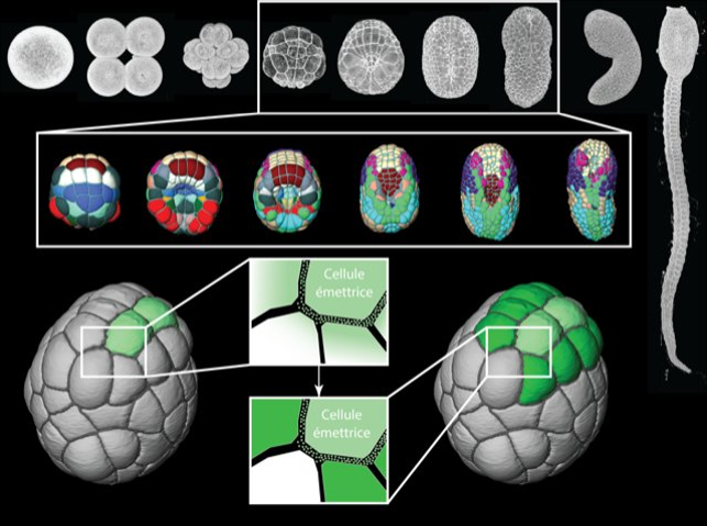 Contact area-dependent cell communication and the morphological invariance of ascidian embryogenesis